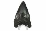 Fossil Megalodon Tooth - Georgia #144364-2